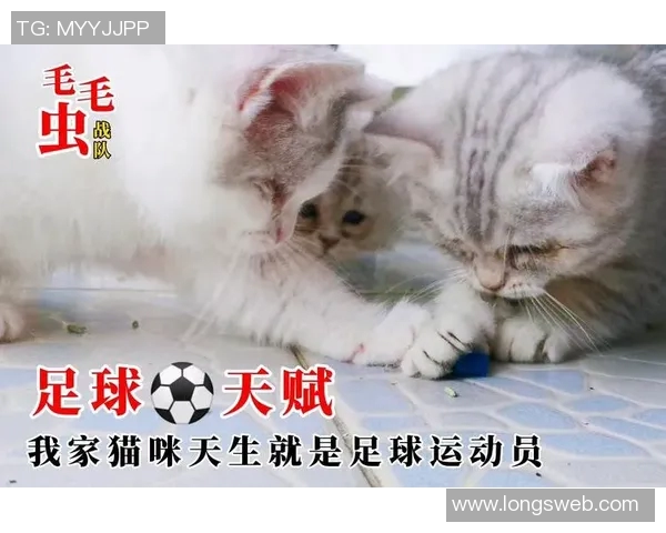 猫店里的足球明星与小猫的奇妙冒险之旅
